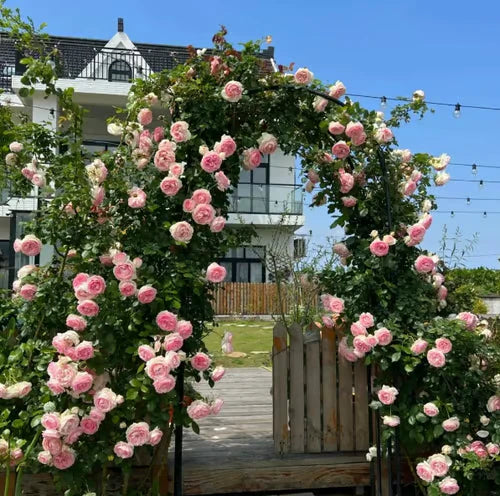 Climbing Vine Rose Flower Seeds🌹