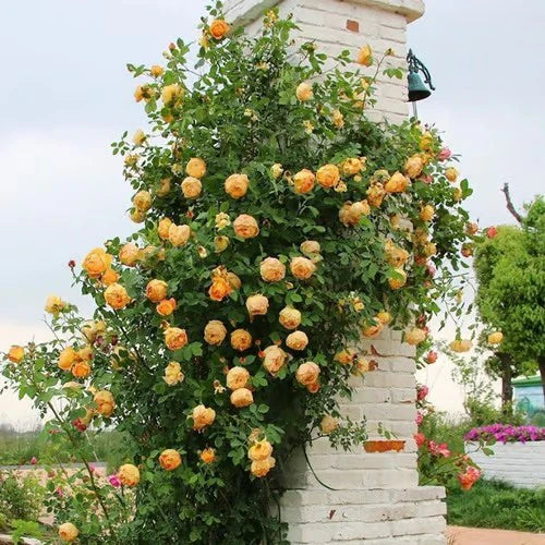 Climbing Vine Rose Flower Seeds🌹