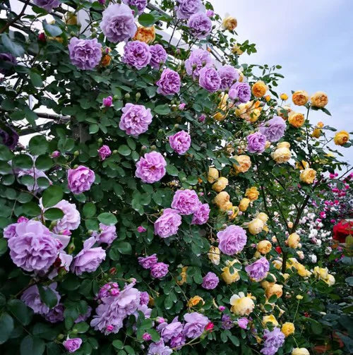 Climbing Vine Rose Flower Seeds🌹