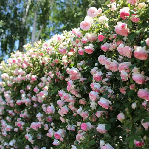 Climbing Vine Rose Flower Seeds🌹