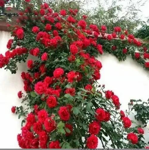 Climbing Vine Rose Flower Seeds🌹